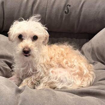 Juniper -  Maltese and Mixed Breed Dog for Adoption in Las Vegas, Nevada - Juniper | PetCurious