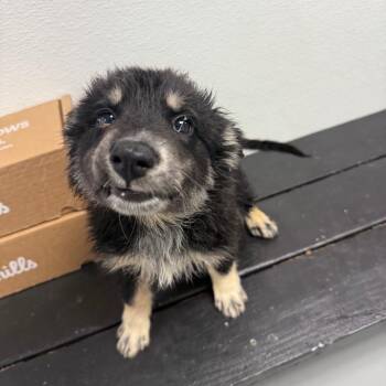 Joy -  Mixed Breed and Husky Dog for Adoption in Casa Grande, Arizona - Joy | PetCurious
