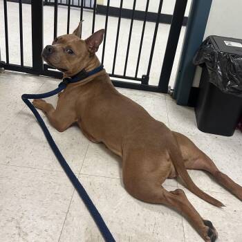 baleena -  Mixed Breed Dog for Adoption in Philadelphia, Pennsylvania - Baleena | PetCurious