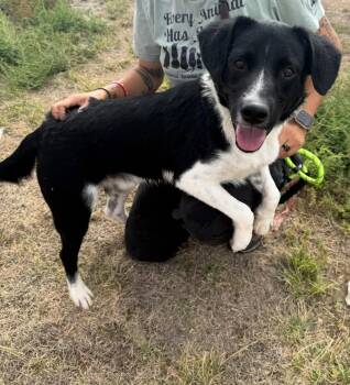 SPONSOR ME - Nicholas -  Border Collie Dog for Adoption in Grafton, Wisconsin - SPONSOR ME - Nicholas | PetCurious