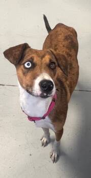 Rescue Catahoula Leopard Dog Dogs for Adoption in Greenwood, Mississippi - Leslie | PetCurious