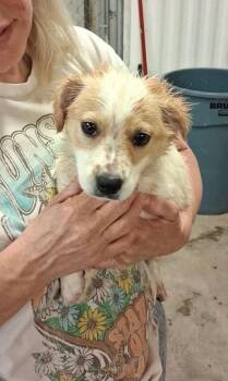 Ellie -  Terrier and Mixed Breed Dog for Adoption in Severance, Colorado - Ellie | PetCurious