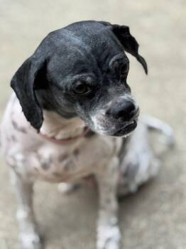 Rescue Lhasa Apso Dogs for Adoption in Matthews, North Carolina - Domino | PetCurious