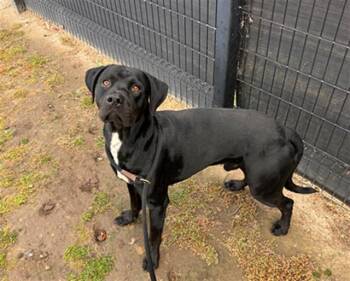 Labrador Retriever and Pit Bull Terrier Dogs Available for Adoption in Tustin, California - COLE | PetCurious