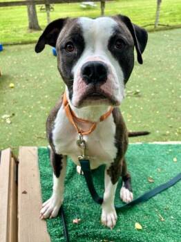 Mixed Breed Dogs Available for Adoption in West Chester, Pennsylvania - Bruno 2.0 | PetCurious
