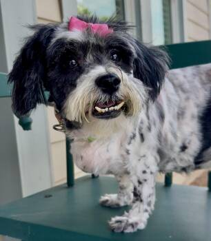 Edith -  Havanese Dog for Adoption in Lawrenceville, Georgia - Edith | PetCurious