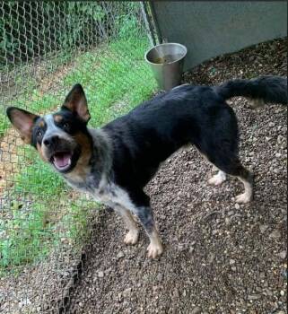 Milo -  Australian Cattle Dog Blue Heeler Dog for Adoption in Mansfield, Ohio - Milo | PetCurious