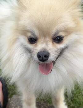Princess Cupcake -  Pomeranian and Mixed Breed Dog for Adoption in Lawrenceville, Georgia - Princess Cupcake | PetCurious