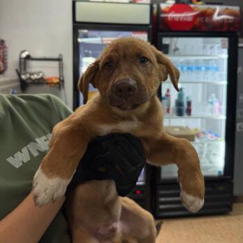 Redwood -  Mixed Breed Dog for Adoption in Tacoma, Washington - Redwood | PetCurious
