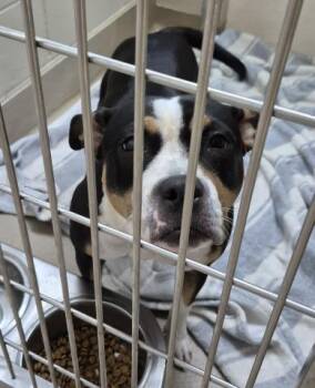 THALIA -  Pit Bull Terrier Dog for Adoption in Decatur, Illinois - THALIA | PetCurious