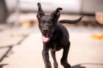 Shepherd Dogs Available for Adoption - Tango | PetCurious