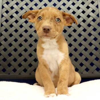 Australian Shepherd Dogs Available for Adoption in Fort Davis, Texas - Jonesy | PetCurious