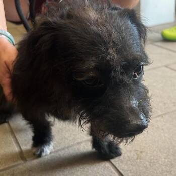 Burrito - SH 8/20 -  Mixed Breed Dog for Adoption in Huntington, West Virginia - Burrito - SH 8/20 | PetCurious