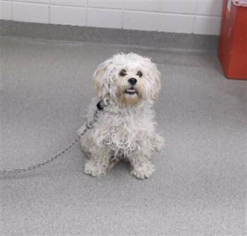 Cocker Spaniel and Poodle Dogs Available for Adoption in Omaha, Nebraska - WALDORF | PetCurious