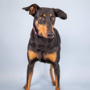 Honey -  Doberman Pinscher Dog for Adoption in Portland, Oregon - Honey | PetCurious