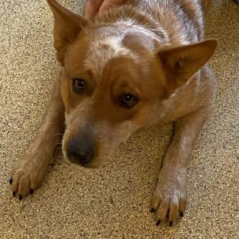 Cattle Dog Dogs Available for Adoption - Max | PetCurious