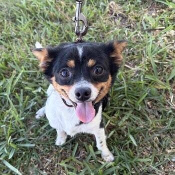 Chihuahua Dogs Available for Adoption - Rockefeller | PetCurious