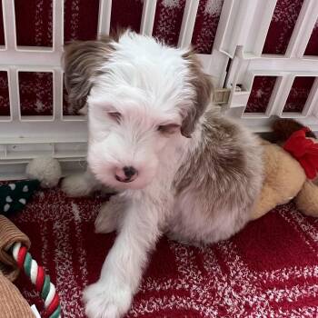 Rescue Aussiedoodle Dogs for Adoption in Miromar Lakes, Florida - Eddie | PetCurious