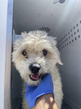 Niko -  Maltese Dog for Adoption in Victorville, California - Niko | PetCurious