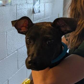 Trout -  Mixed Breed Dog for Adoption in Fairport, New York - Trout | PetCurious