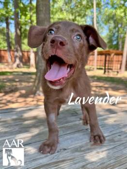 Lavendar -  Labrador Retriever Dog for Adoption in Magnolia, Texas - Lavendar | PetCurious