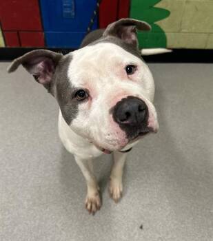 Pit Bull Terrier Dogs Available for Adoption in Indianapolis, Indiana - DOLCE | PetCurious