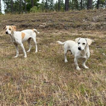 American Foxhound and Mixed Breed Dogs Available for Adoption in Aberdeen, North Carolina - Andi | PetCurious