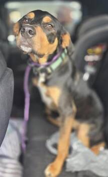 RHAENYS -  Terrier Dog for Adoption in San Antonio, Texas - RHAENYS | PetCurious