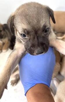 A659237 -  Black Mouth Cur Dog for Adoption in Houston, Texas - A659237 | PetCurious