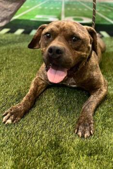 Braveheart -  Mixed Breed Dog for Adoption in Wayne, New Jersey - Braveheart | PetCurious