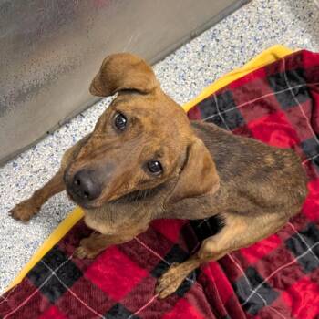 Plott Hound Dogs Available for Adoption in Greenville, South Carolina - Primrose | PetCurious
