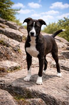 Cashmere -  Labrador Retriever and Border Collie Dog for Adoption in Wanaque, New Jersey - Cashmere | PetCurious