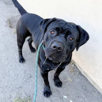 Cecil -  Cane Corso Dog for Adoption in Oakland, California - Cecil | PetCurious