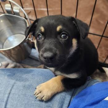 Rescue Australian Kelpie and Mixed Breed Dogs for Adoption in Austin, Texas - Faora AL | PetCurious