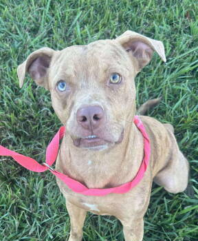 Rescue Pit Bull Terrier Dogs for Adoption in Ocean Township, New Jersey - Kix- Friendly Little Guy | PetCurious