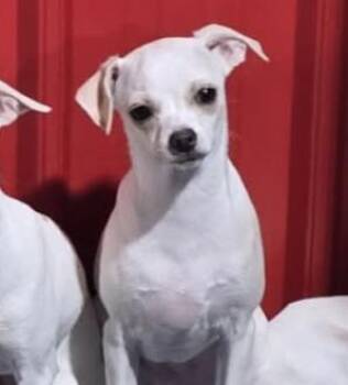Rescue Chihuahua and Italian Greyhound Dogs for Adoption in Charlotte, North Carolina - Puppy Percy | PetCurious