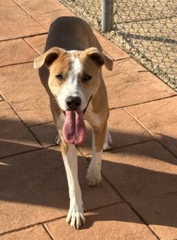 Rescue Mixed Breed Dogs for Adoption in Shreveport, Louisiana - Jennings | PetCurious