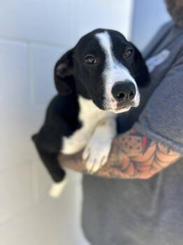 Melon -  Mixed Breed Dog for Adoption in Manchester, Tennessee - Melon | PetCurious