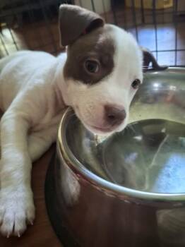 Kagetora -  Mixed Breed Dog for Adoption in Honolulu, Hawaii - Kagetora | PetCurious