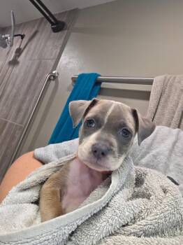 Gracie -  Black Mouth Cur Dog for Adoption in New London, Wisconsin - Gracie | PetCurious