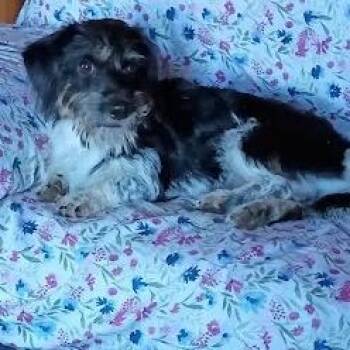 Pico -  Mixed Breed Dog for Adoption in Winston-salem, North Carolina - Pico | PetCurious