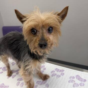 Hazel -  Terrier and Mixed Breed Dog for Adoption in Phoenix, Maryland - Hazel | PetCurious