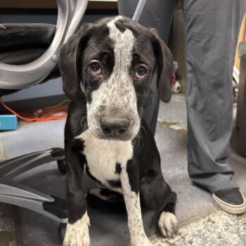 Tornado -  Mixed Breed Dog for Adoption in Saint Joseph, Missouri - Tornado | PetCurious