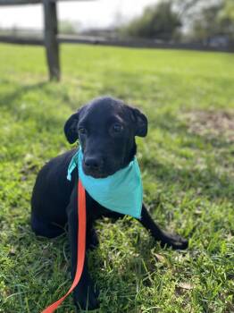 Black Labrador Retriever Dogs Available for Adoption - Jill | PetCurious