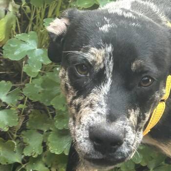 George -  Catahoula Leopard Dog and Mixed Breed Dog for Adoption - George | PetCurious
