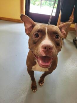 Stitch -  Mixed Breed Dog for Adoption in Lawrenceburg, Tennessee - Stitch | PetCurious