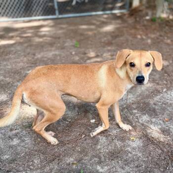 Jolene -  Mixed Breed Dog for Adoption in Milton, Florida - Jolene | PetCurious