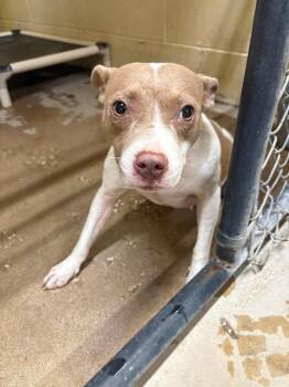 Penny Lane -  Mixed Breed and Pit Bull Terrier Dog for Adoption in Springfield, Georgia - Penny Lane | PetCurious