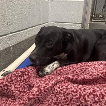 Rescue Pit Bull Terrier Dogs for Adoption - FINCH | PetCurious