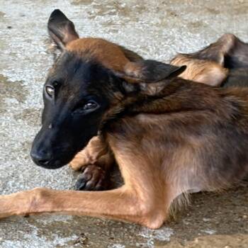 June -  Mixed Breed Dog for Adoption in Lake Jackson, Texas - June | PetCurious